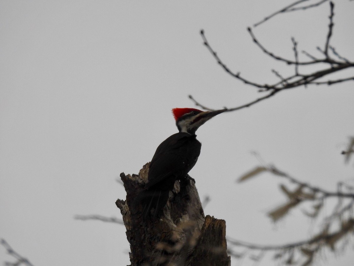 Pileated Woodpecker - Tim Ray