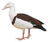 Radjah Shelduck Illustration