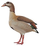 Egyptian Goose Illustration