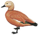 Ruddy Shelduck Illustration