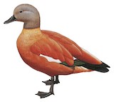 South African Shelduck Illustration