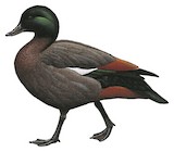 Paradise Shelduck Illustration