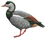 Crested Shelduck Illustration