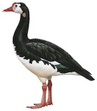 Spur-winged Goose Illustration