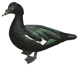 Muscovy Duck Illustration