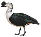 Comb Duck Illustration