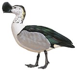 Knob-billed Duck Illustration