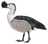 Knob-billed Duck Illustration