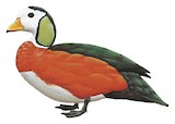 African Pygmy Goose Illustration