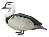 Cotton Pygmy Goose Illustration