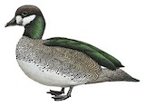 Green Pygmy Goose Illustration