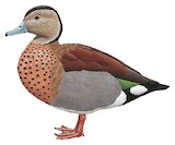 Ringed Teal Illustration