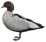 Maned Duck Illustration