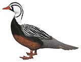 Torrent Duck Illustration