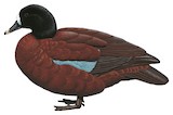 Hartlaub's Duck Illustration