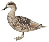 Marbled Duck Illustration