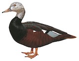 White-winged Duck Illustration