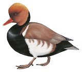 Red-crested Pochard Illustration