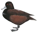 Southern Pochard Illustration