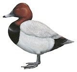 Common Pochard Illustration