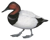 Canvasback Illustration