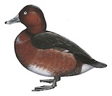 Ferruginous Duck Illustration