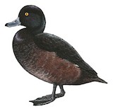 New Zealand Scaup Illustration