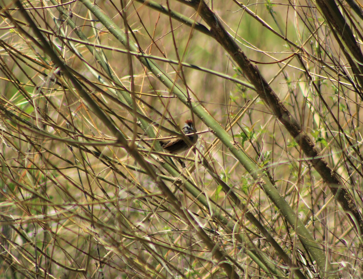 Swamp Sparrow - ML152842911