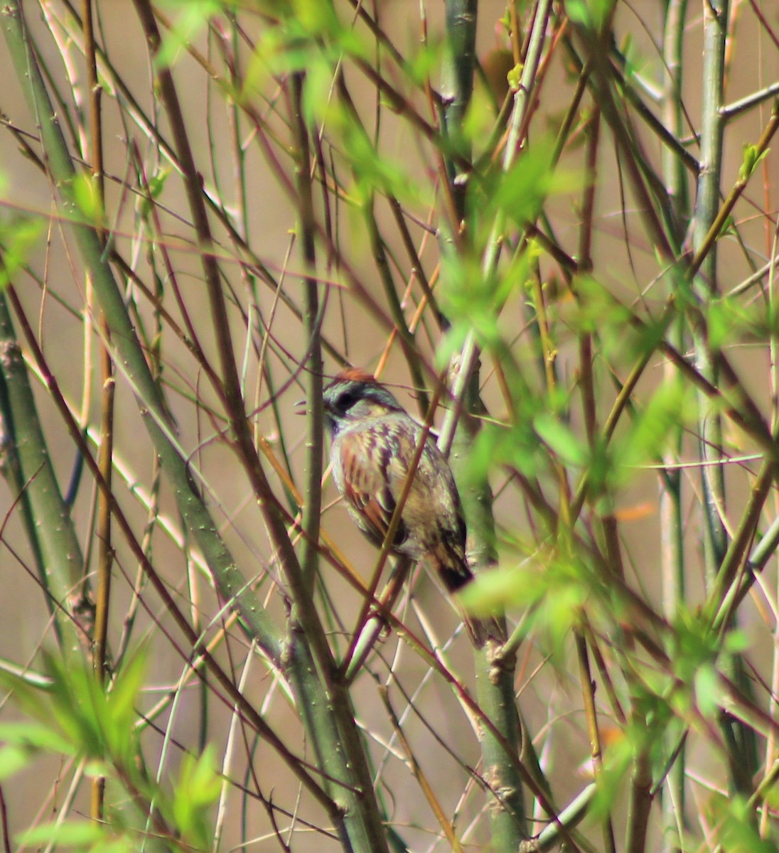 Swamp Sparrow - ML152842941