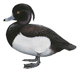 Tufted Duck Illustration