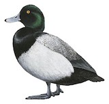 Greater Scaup Illustration