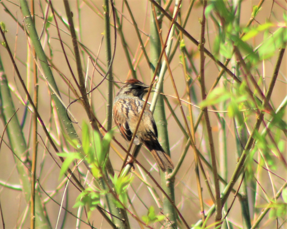 Swamp Sparrow - ML152843001