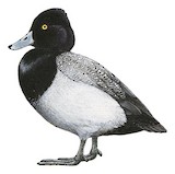 Lesser Scaup Illustration