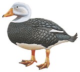 Chubut Steamer Duck Illustration