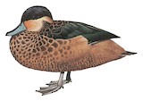 Blue-billed Teal Illustration