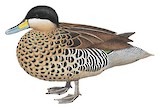 Silver Teal Illustration