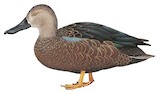 Cape Shoveler Illustration