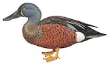 Australasian Shoveler Illustration