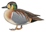 Baikal Teal Illustration