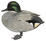 Falcated Duck Illustration