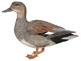 Gadwall Illustration