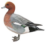 Eurasian Wigeon Illustration