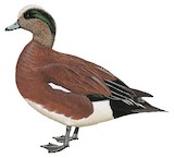 American Wigeon Illustration