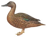 Meller's Duck Illustration