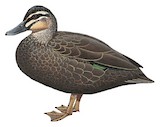 Pacific Black Duck Illustration