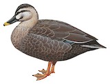 Eastern Spot-billed Duck Illustration