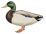 Mallard Illustration