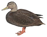 American Black Duck Illustration