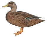 Mexican Duck Illustration