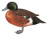 Chestnut Teal Illustration